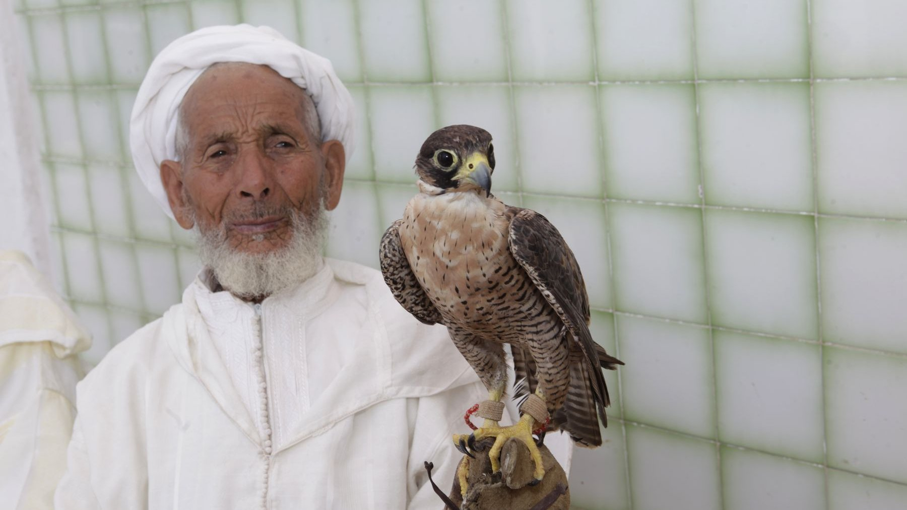 Rapaces : Haro sur le trafic des oiseaux de proie