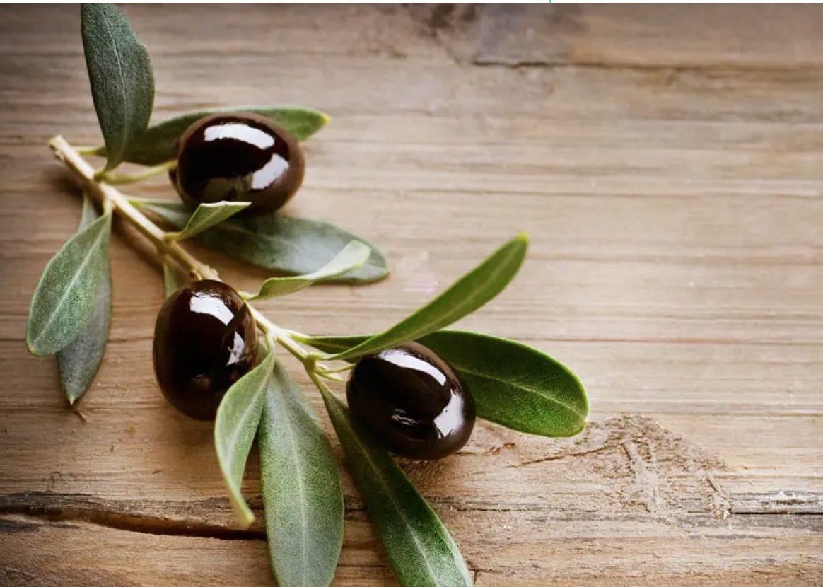 OCP / Al Moutmir 2020-2021 : Hausse du rendement de l'olivier