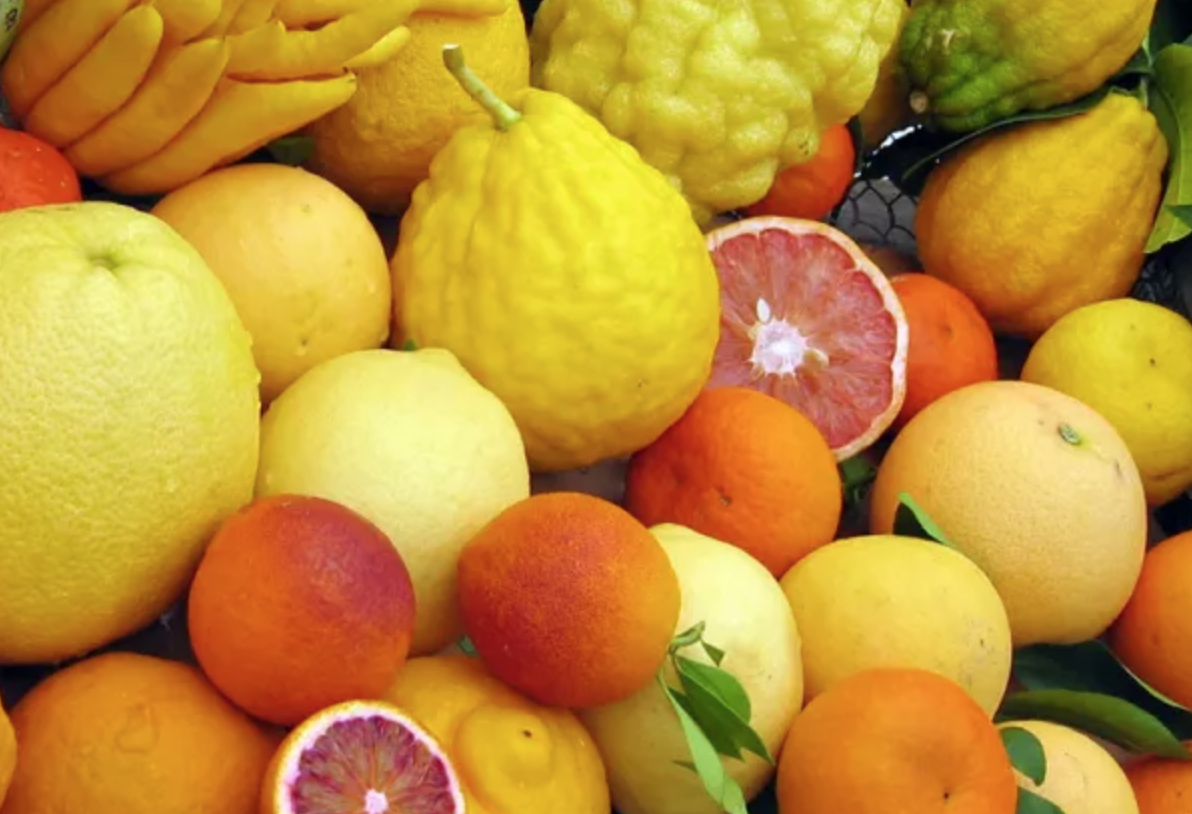 Centre régional de Kénitra : INRA présente ses nouvelles variétés d’agrumes