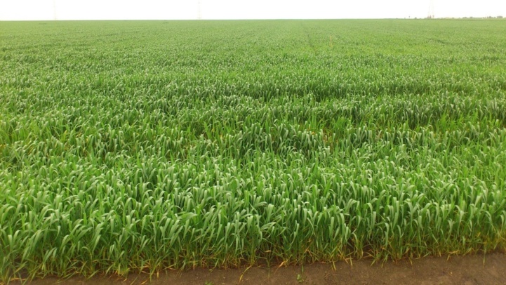 Sidi Kacem / Campagne agricole : Démarrage dans de bonnes conditions