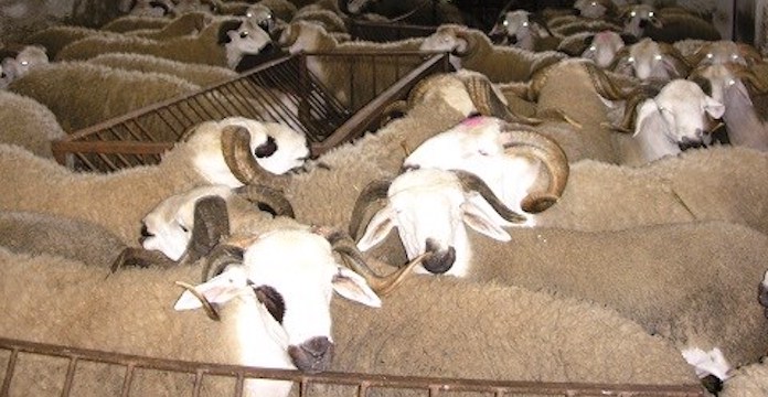 Insolite : Des parlementaires de Melilla arrêtés pour trafic de moutons