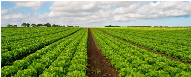 Cultures maraîchères: l'OCP dresse un bilan satisfaisant pour la campagne agricole 2020-2021