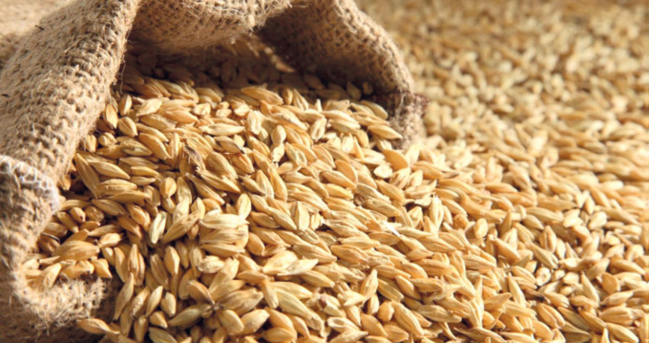 Crise russo-ukraine : Approvisionnement en blé, l’autre guerre lente et ravageuse pour le continent