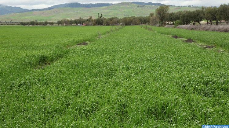 El Jadida – Sidi Bennour : Les dernières précipitations redonnent espoir aux agriculteurs