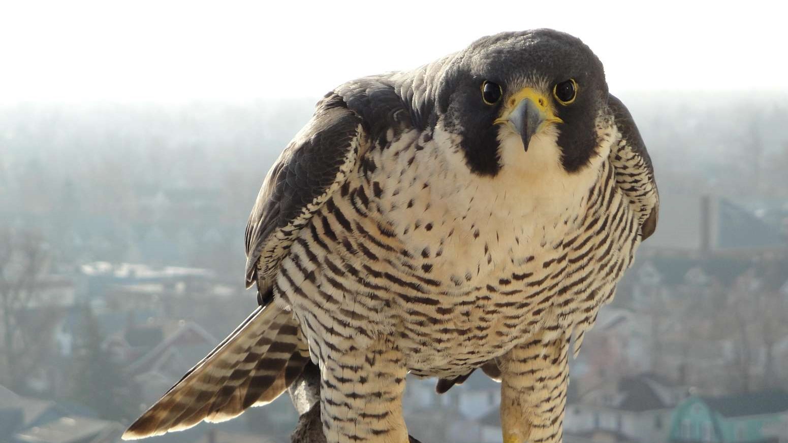 Prolifération de pigeons : Les faucons, une solution naturelle adoptée à Casa