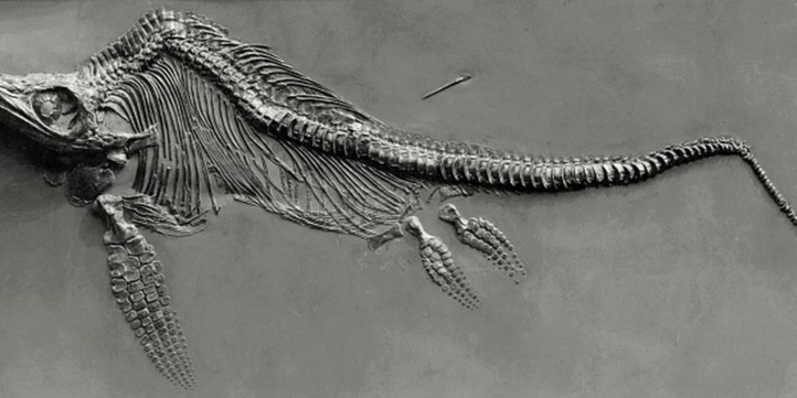 Découverte de la plus grosse dent d'un reptile géant préhistorique