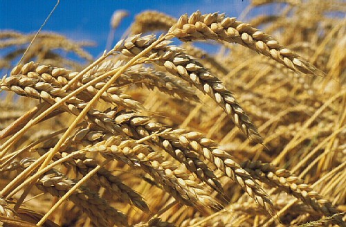 25 pays assurent l’approvisionnement en céréales au Royaume