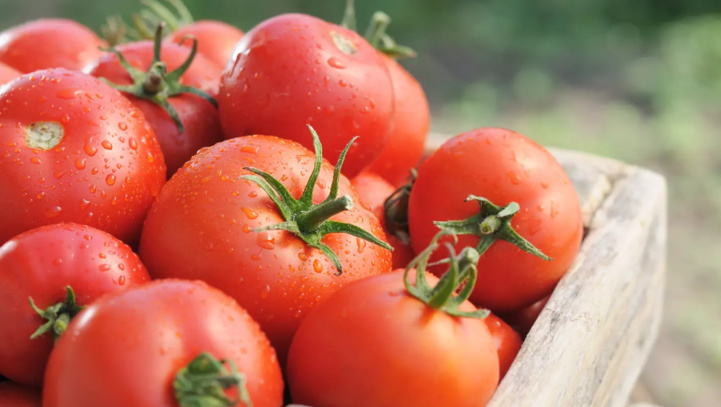 Hausse des prix de la tomate : Facteurs d’une crise structurelle aux justifications conjoncturelles