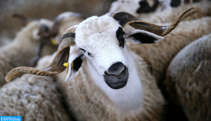 Casablanca-Settat : 1.029.844 ovins et caprins destinés à l’Aïd al-Adha