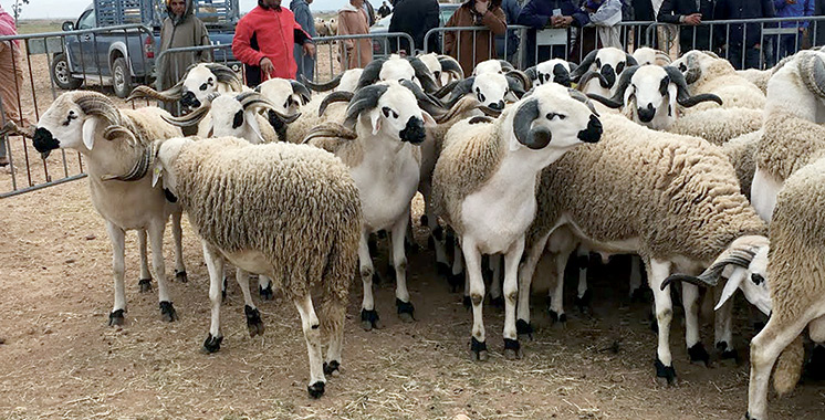 Aïd Al Adha : Voici les coûts d’hébergement et d’abattage des moutons à Casablanca