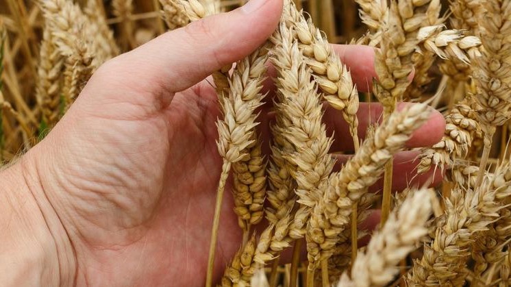 Céréales ukrainiennes : Signature d’un accord d’exportation prévue