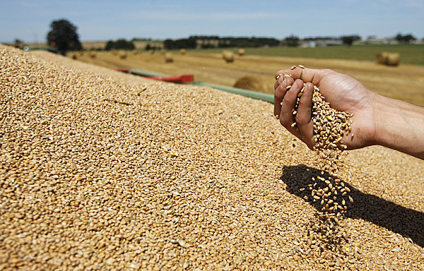 Céréales : Des producteurs anglais ciblent le marché marocain