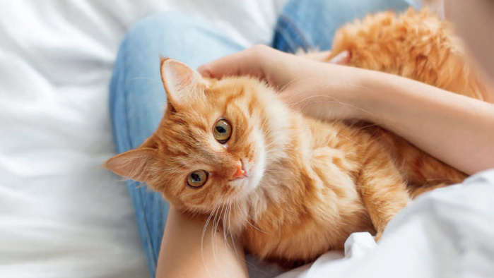 Journée internationale du chat : Des griffes de fer dans des pattes de velours