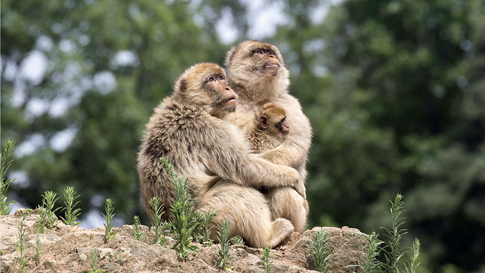 Feux de forêts : Les magots de Bouhachem se cachent pour mourir