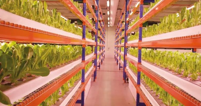 Dubai : Bustanica, la plus grande ferme verticale au monde