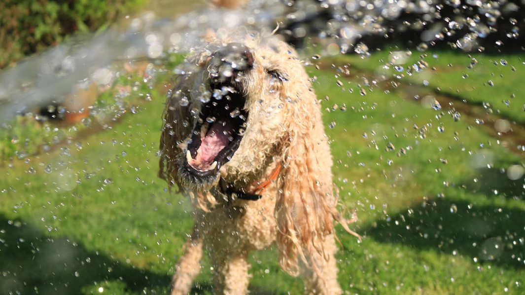 Canicule : Comment rafraîchir son animal de compagnie ?