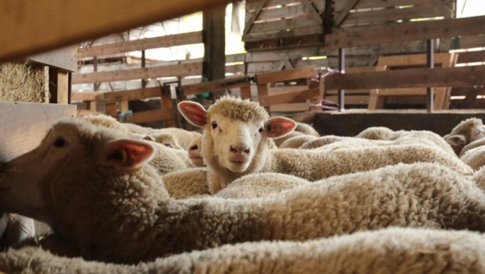 Oued Zem : Elle empoisonne 2 chiens pour faciliter le vol de 17 moutons