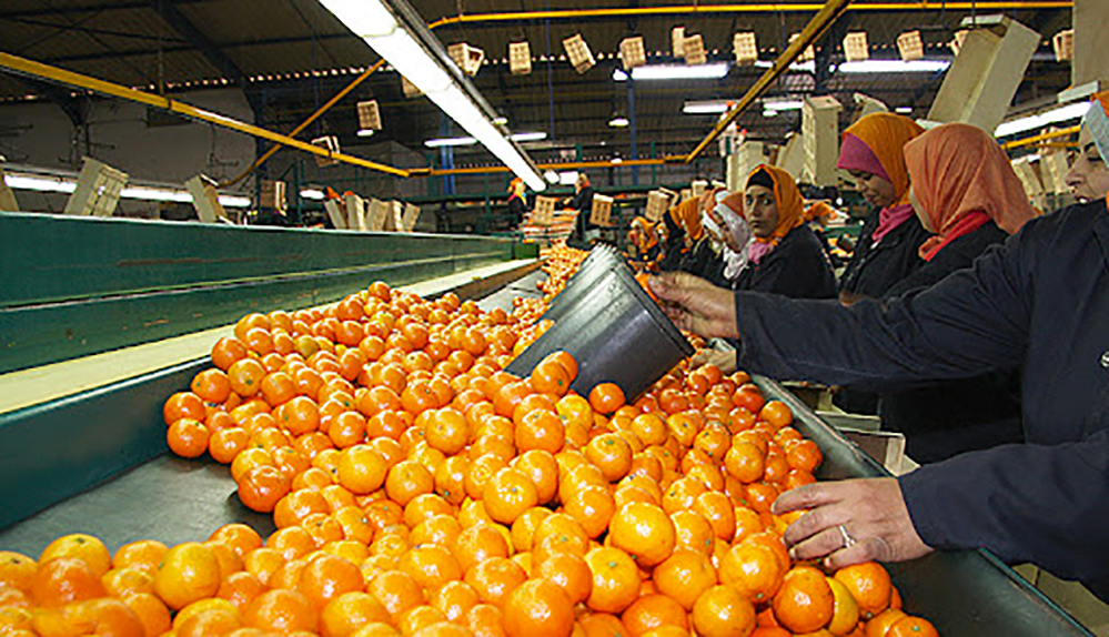 Agrumes : Les exportations grimpent de 40% durant la saison 2021-2022