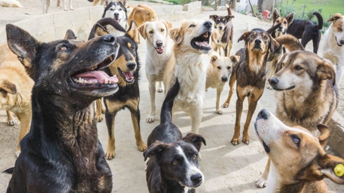 Chiens errants : Les autorités locales mettent le turbo