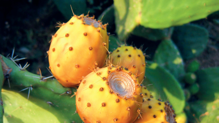 Introduction de variétés résistantes à la cochenille : Serait-ce la fin de la longue traversée du désert du cactus marocain ?