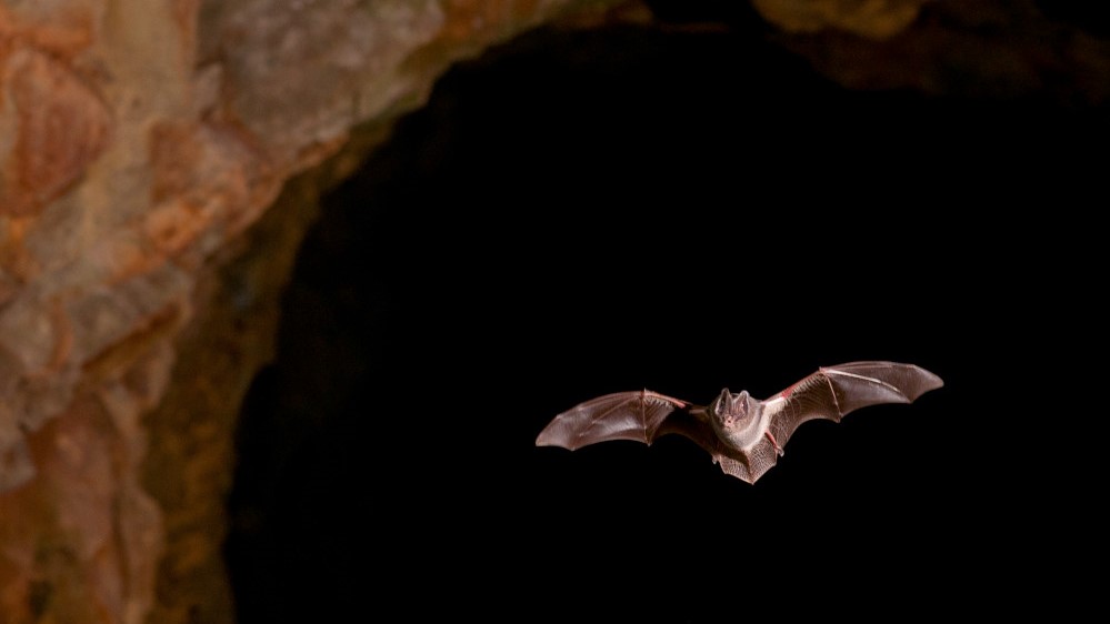 Santé : Khosta-2, un nouveau virus inquiétant