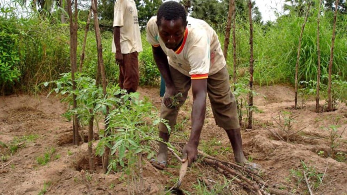 Agriculture : Le Maroc et le Sénégal renforcent leur coopération