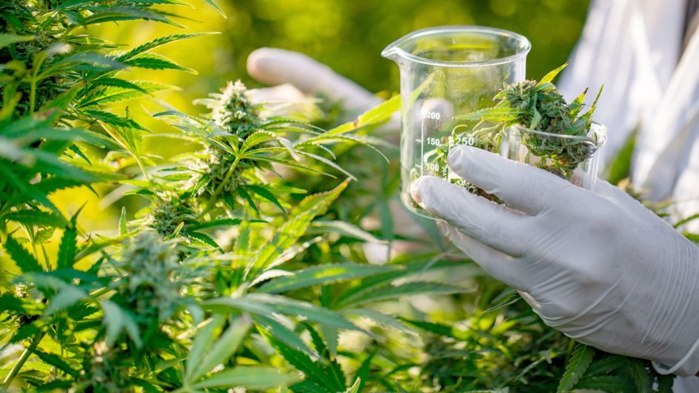 Cannabis thérapeutique : Lancement de la 3ème phase du programme de formation des médecins