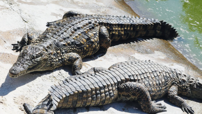 Biodiversité : Bientôt le retour des crocodiles marocains dans la Nature ?