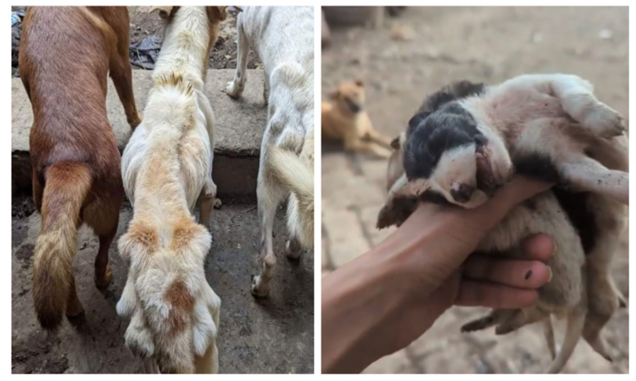 Kénitra : Des scènes bouleversantes de chiens séquestrés enflamment la toile