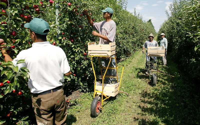 Espagne / Emploi : Plus de 3.700 saisonnières marocaines arrivées dans les champs espagnols
