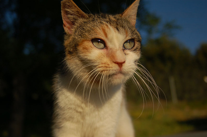 Bouskoura / Casablanca : Le sort des chats errants suscite un élan compatissant dans la ville