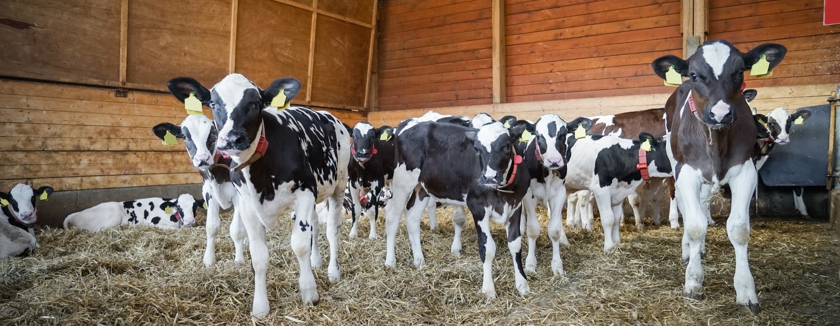 Baïtas : le nombre de veaux importés s'élevait à 10.348