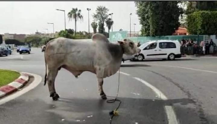 Incidents des bovins brésiliens : comment de faire indemniser en cas de dégâts matériels