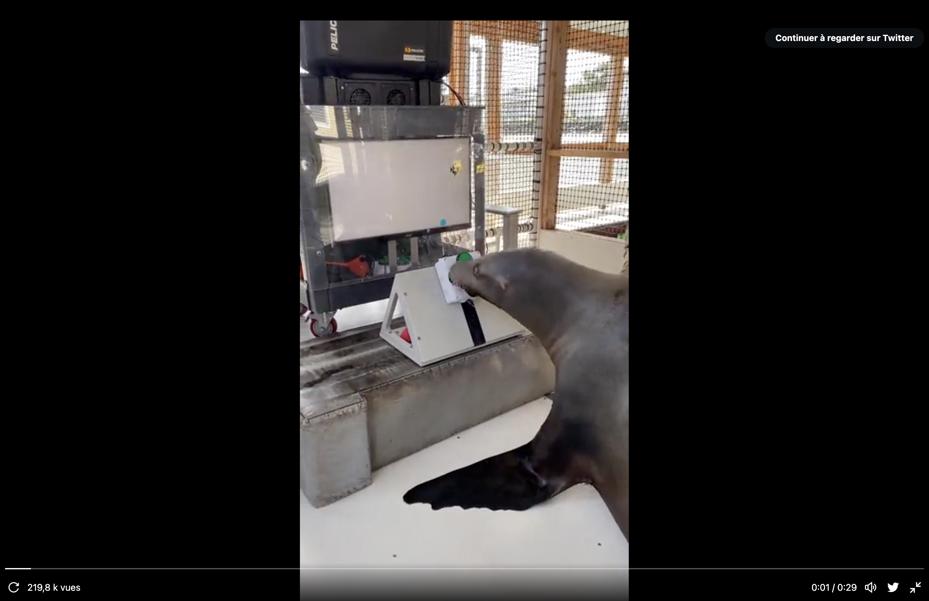 Etats-Unis : L’armée entraîne les lions de mer et les dauphins à des jeux vidéo