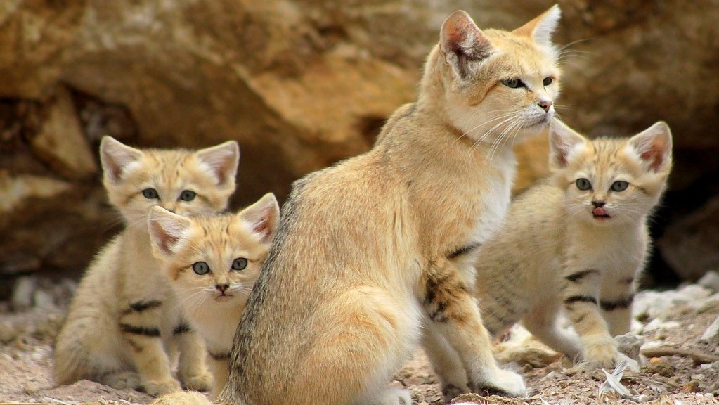 Conservation des espèces menacées : Enjeu crucial pour préserver la biodiversité du Royaume [INTÉGRAL]