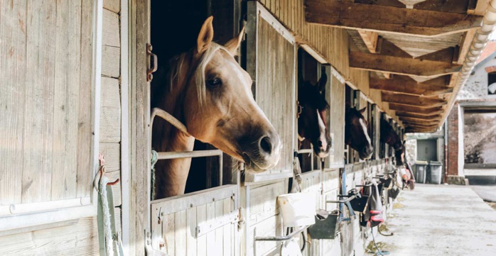 Emploi-Formation : Partenariat pour l’inclusion durable des guichetiers du domaine hippique