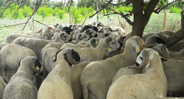 Casablanca : Affluence minime pour l'achat de moutons en vue d'une baisse des prix