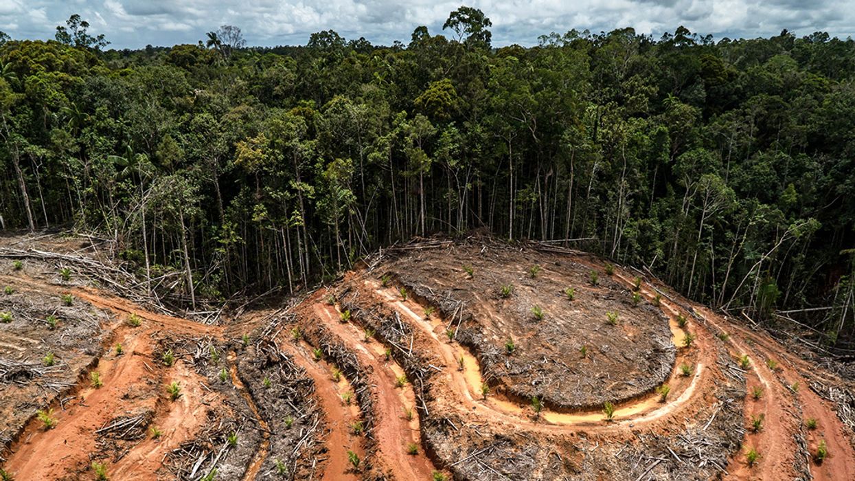 Déforestation : En 2022, la planète a perdu plus de 41.000 km2 de forêt vierge