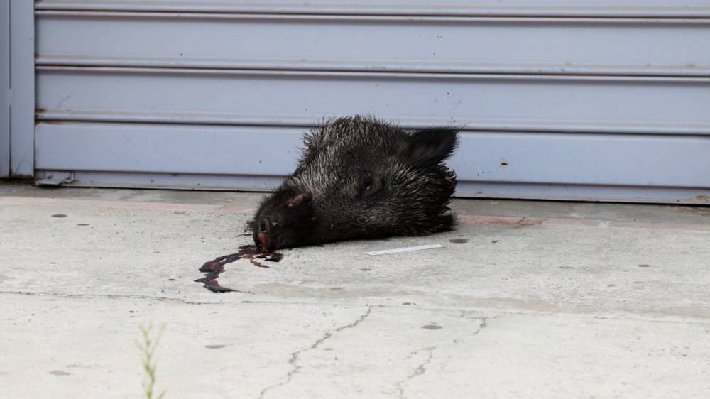 Consulat du Maroc en Corse: Une enquête s'ouvre après la découverte d’une tête de sanglier