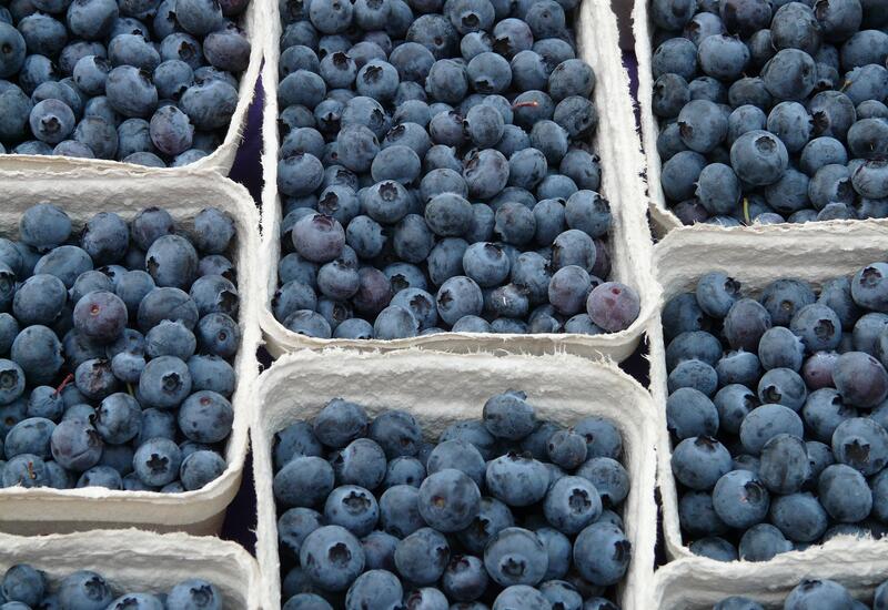 Agriculture : Le Maroc, premier exportateur des myrtilles aux Émirats Arabes Unis