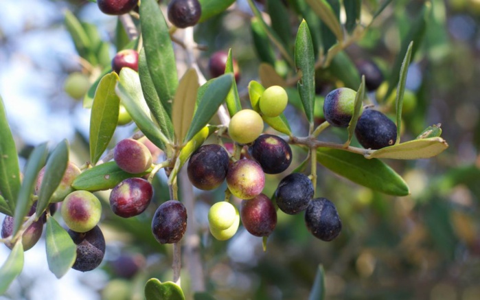 Guercif - Assurance agricole indicielle : 1.200 hectares d'oliviers souscrits en 2023