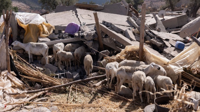 Province d’Al-Haouz : Les éleveurs en détresse face à la perte de leur cheptel [INTÉGRAL]