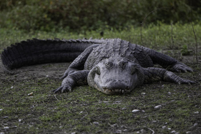 Floride: Un alligator tué après la découverte du corps d’une femme dans ses mâchoires