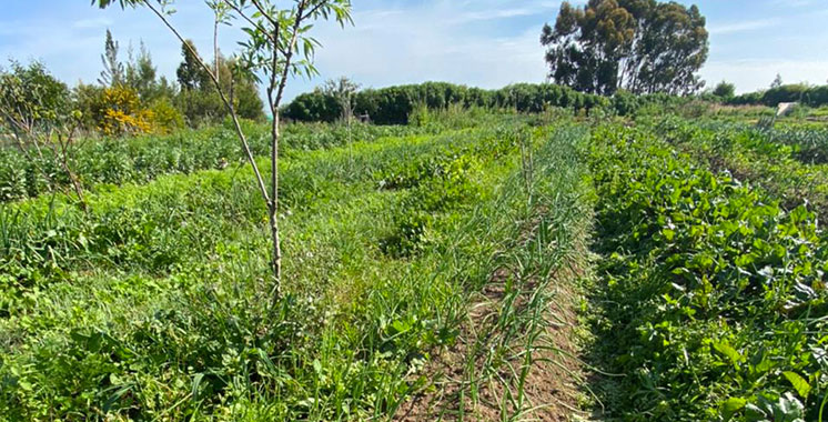 Région TTA / Cultures maraîchères : La superficie programmée atteint plus de 60.000 ha