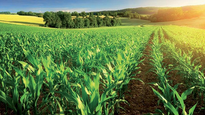 Casablanca - Settat : 43.000 hectares de légumes seront cultivés