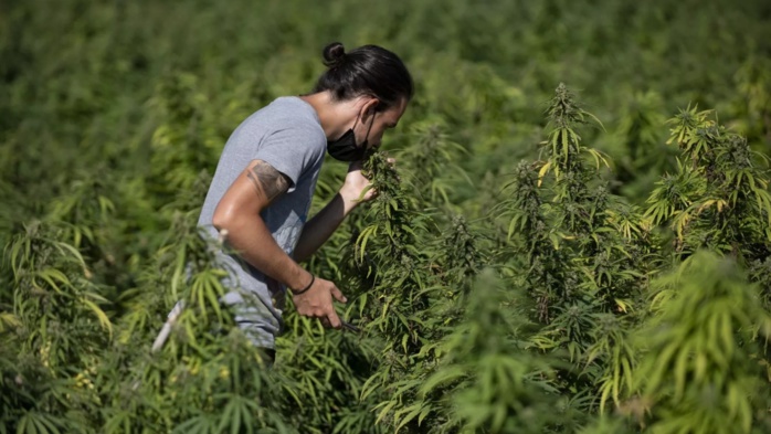 Cannabis médical : L’octroi des autorisations prend son rythme