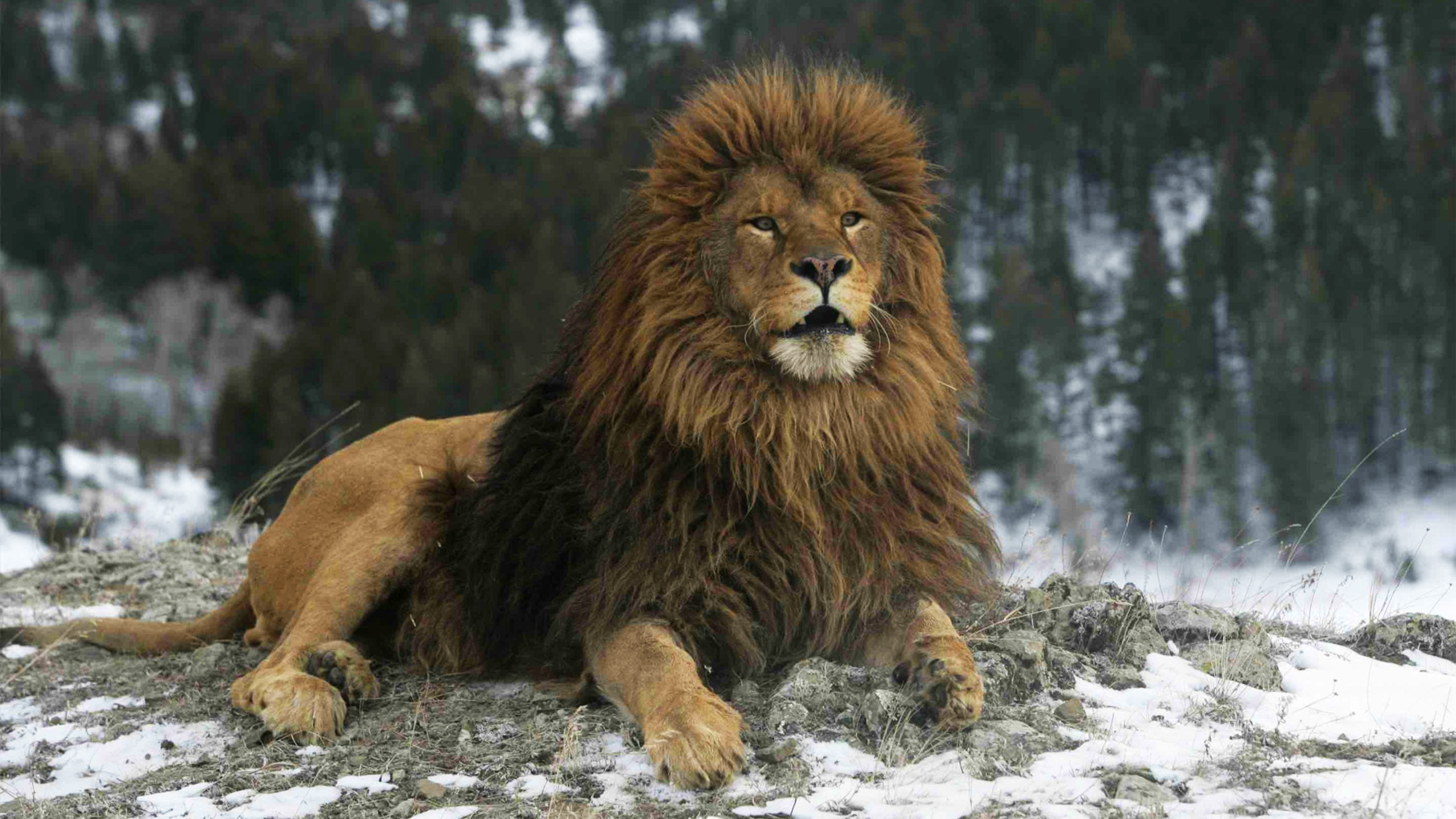 Lion de l’Atlas : Les indices troublants d’une probable réapparition [INTÉGRAL]