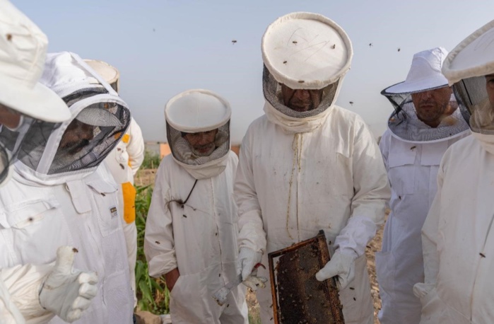 Apiculture : À la veille du Ramadan, les ruches s’effondrent [INTÉGRAL]