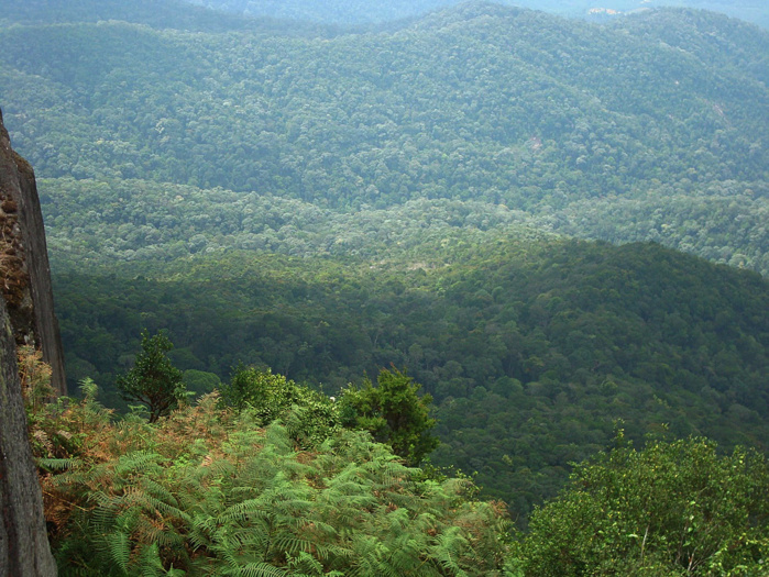 Tanger: Plus de 34 MDH alloués à l’entretien des forêts urbaines