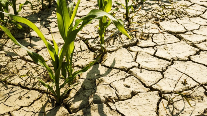 Casablanca-Settat : une saison agricole "exceptionnelle" en raison de la faiblesse des précipitations